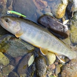 フライ名人とイワナ釣り